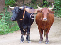 oxen lgAt200